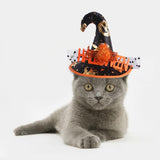 Halloween Cat Pumpkin Wizard Hat Costume Pet Cap Hat Fancy Party Dress Decoration Costume - INSWEAR