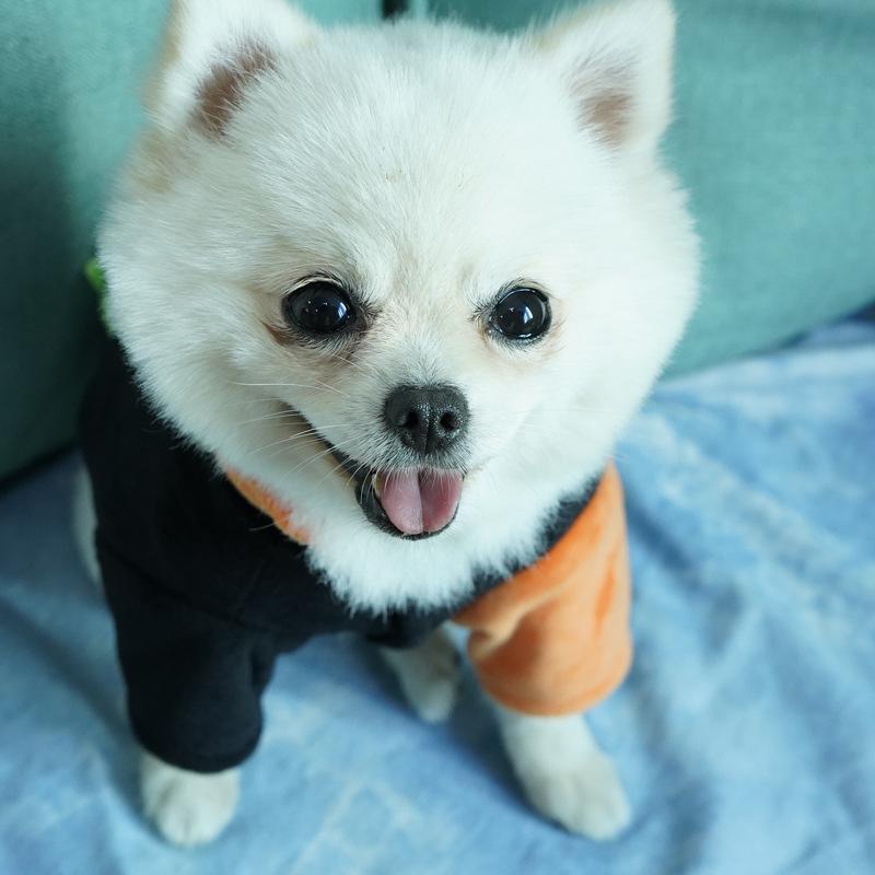 Funny Pet Coat Pumpkin Halloween Sweatshirt Outfit Cosplay Coat for Cat Dog Puppy Coat - INSWEAR